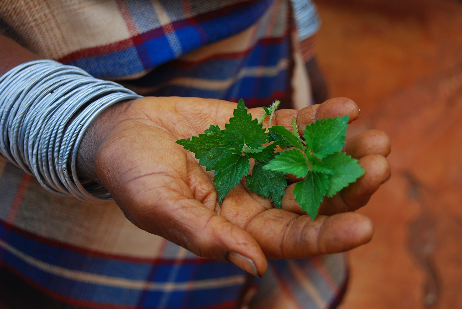 You are currently viewing Wild Veg of the week – Dzaluma